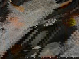 Bild 20 aus  Koglhof