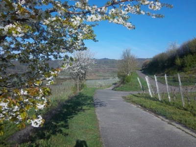 Bild 7 aus  Winzerhof