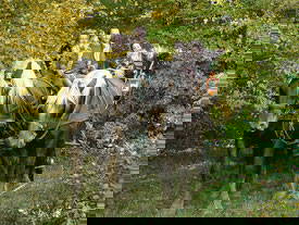 Bild 8 aus  Maison Cheval Blanc