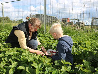 Bild 26 aus  Hof  Schmörholm Urlaubs- und Früchtehof