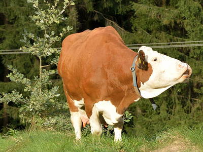 Bild 11 aus  Exenbacher Hof