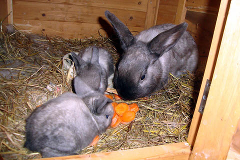 Bild 15 aus  natürlich urlauben - Bauernhof Gründinger