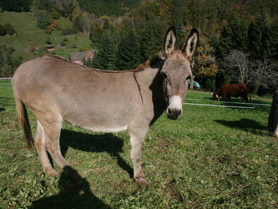 Bild 17 aus  Bierpeterhof