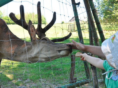 Bild 15 aus  Ferienhof Landhaus Guglhupf