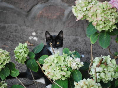 Bild 17 aus  Cohrshof