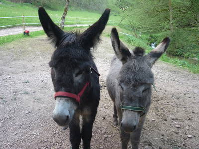 Bild 26 aus  Wellness-Bauernhof Eulersbacher Hof