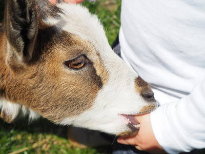Bild 28 aus  Ferienhof Wübbold