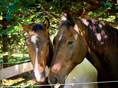 Bild 15 aus  Hof Sonnenmeer - nachhaltig, ökologisch & einzigartig schön