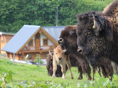 Bild 2 aus  Hof Kolb - Urlaub im Siegerland