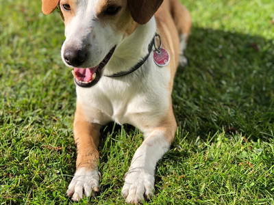 Bild 42 aus  Ferienhof Rauert