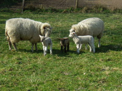 Bild 11 aus  Gut Hohenhain