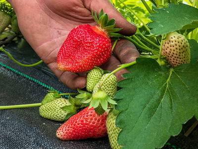 Bild 10 aus  Hofgut Willburger