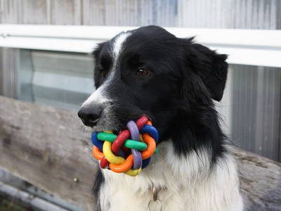 Bild 6 aus  Bauernhof Rupertiblick