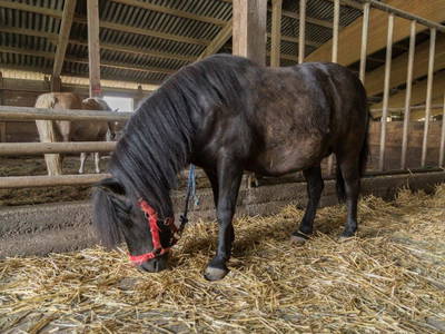 Bild 69 aus  Allgäu Bergferienhof