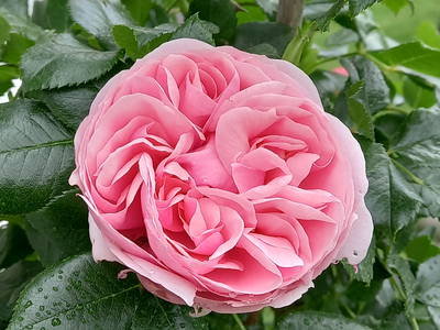 Bild 46 aus  Kreuzplon