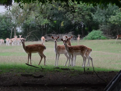 Bild 4 aus  Rouvenhof