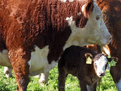 Bild 27 aus  Hubertushof Steidle