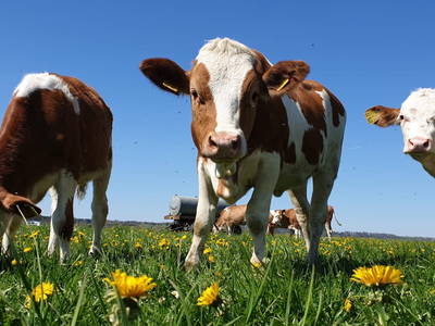 Bild 5 aus  Springerhof