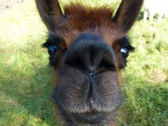 Bild 15 aus  Hof Roßkamp