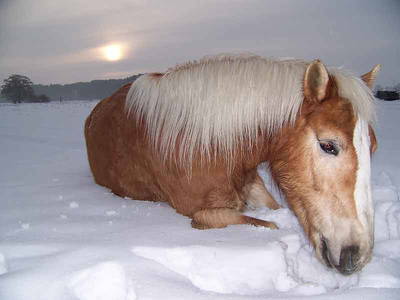 Bild 11 aus  Pferde- und Freizeithof Koplin