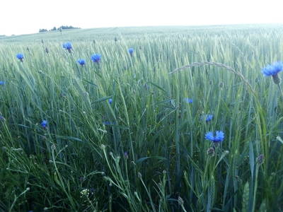 Bild 24 aus  Steinäckerhof