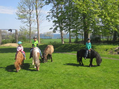 Unsere Reitponys
