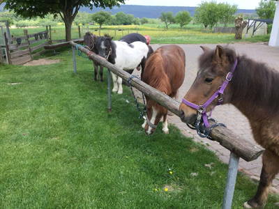 Alle Ponys warten auf ihre Putzfeen.