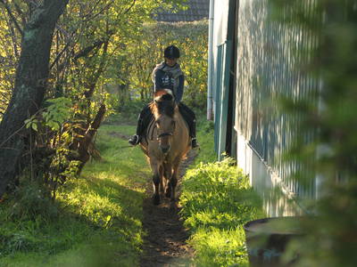 Bild 16 aus  Fjordgestüt Süderstapel GbR