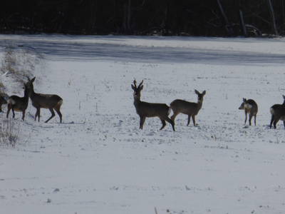 Bild 76 aus  Ferienhaus Gut Rattelvitz-INSEL RÜGEN