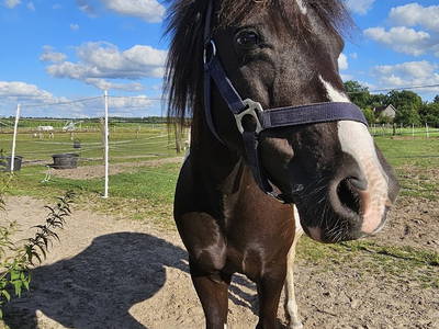 Bild 18 aus  Ferienbauernhof