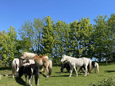 Bild 64 aus  Ferienhof Messer  Bauernhofurlaub  Ostseenähe  Ponys