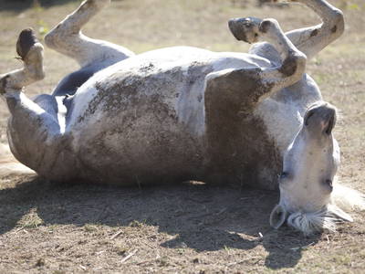 Bild 83 aus  Casa Bivignano