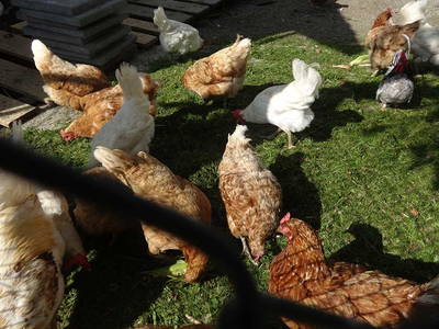 Bild 9 aus  Ferienhof Markhart