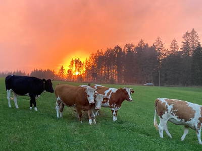 Bild 45 aus  Bauernhofpension Bals