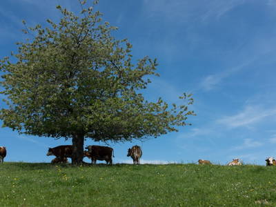 Bild 5 aus  Sigmundenhof