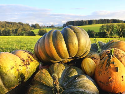 Bild 53 aus  Frankhof