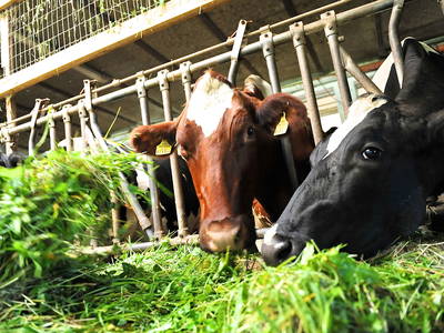 Bild 7 aus  Haus Jakober