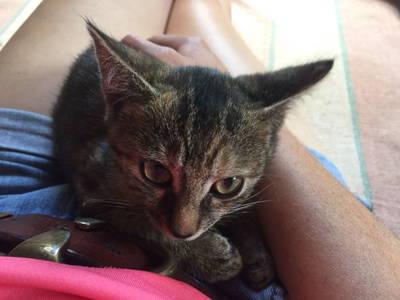 Bild 24 aus  Le Colombié - Ferienhäuser an der Dordogne mieten