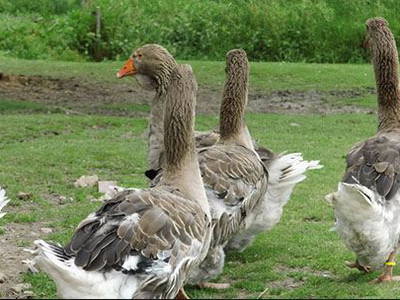 Bild 10 aus  Ferienhof Op de Warft