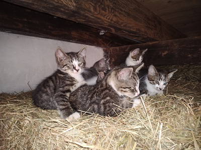 Bild 6 aus  Erholung auf dem Bauernhof