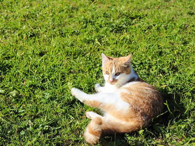 Bild 5 aus  Mittersteghof