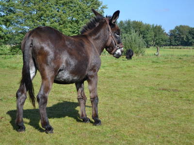 Bild 20 aus  Ferienhof Röhling