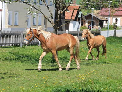 Bild 3 aus  Ferienbauernhof Reitberger - Brandl