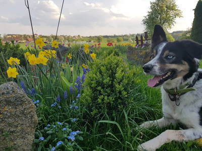 Bild 3 aus  Ferienhof Bohn