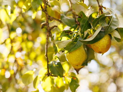 Bild 15 aus  Der Wassermannshof