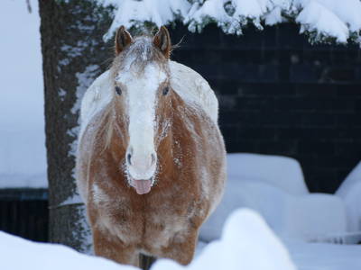 Bild 33 aus  Ferien-Landhaus-Isolde