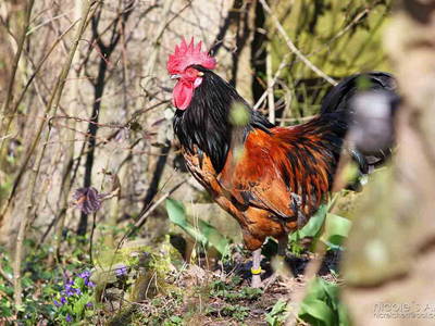 Bild 25 aus  Fenwick Farm