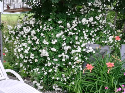 Bild 15 aus  Dilger`s Landhof