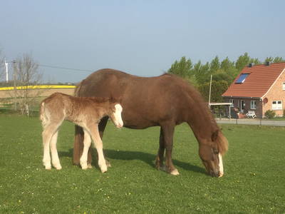 Bild 25 aus  OstseeBauernhof Schönhagen