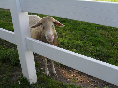 Bild 19 aus  Ferienhof Denker